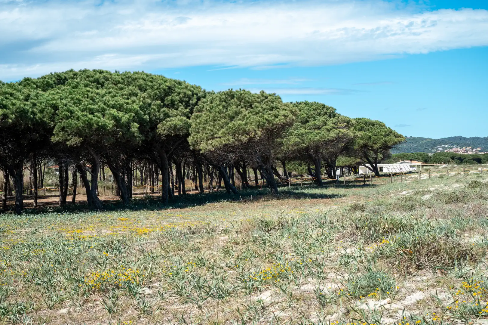 Pineta di Budoni